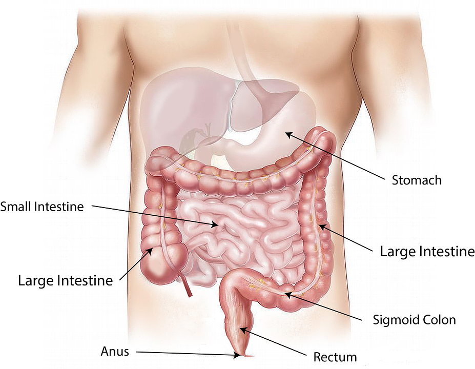 view of the intestines